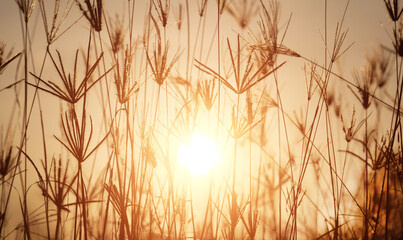 Grass and meadow with light from the sun