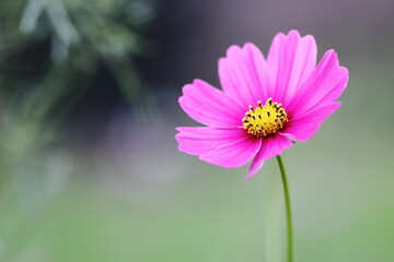 Obraz premium 秋の野原に咲くピンクのコスモスの花