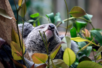 Fototapeta premium Koala ( Phascolarctos cinereus ).