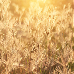 Grass and meadow with light from the sun
