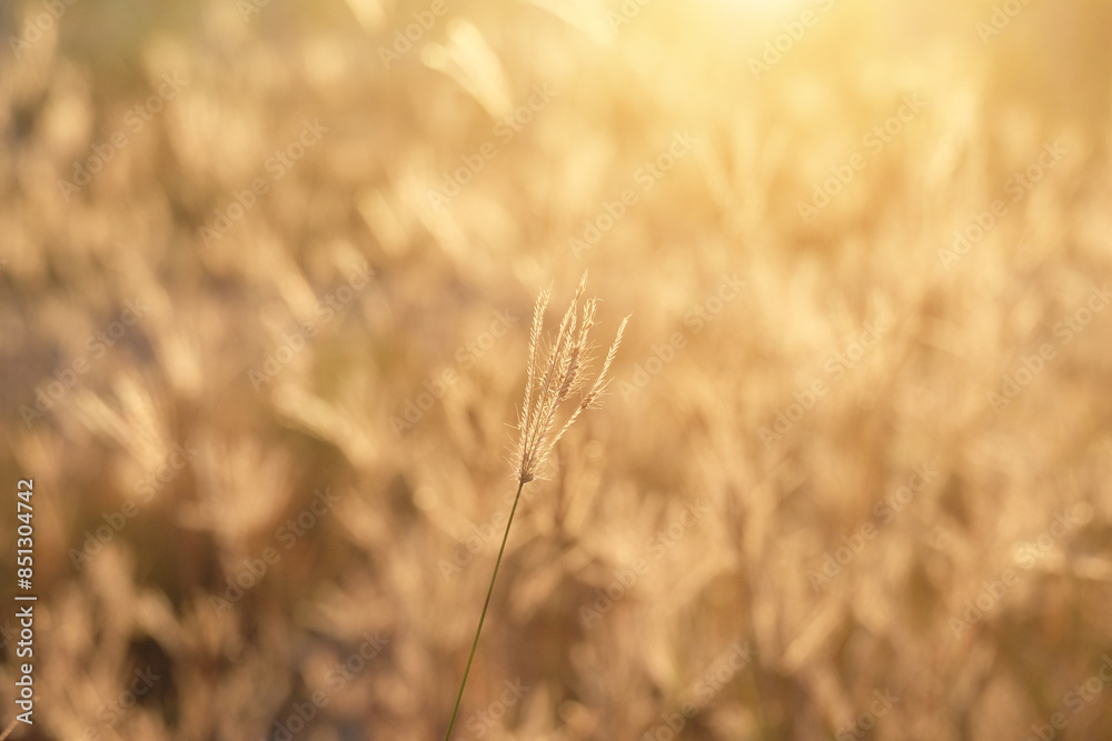 Wall mural grass and meadow with light from the sun