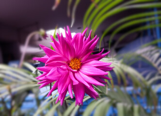Obraz premium Macro Pink dahlia flower - sweet concept postcard , Floral backdrop and beautiful details.