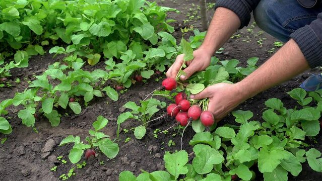 farmer plucks red radishes in his field. shows the quality of the natural product with his hands.
