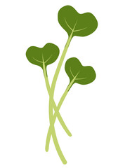 野菜_かいわれ大根