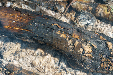 Burning wood in the campfire. Burnt wood to the state of coal. Bonfire during a picnic.