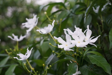 A bunch of wild pinwheel jasmine blooming in the wild, White pinwheel jasmine flowers blooming, Blooming white pinwheel jasmine on the garden