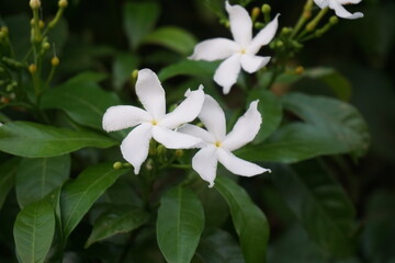 A bunch of wild pinwheel jasmine blooming in the wild, White pinwheel jasmine flowers blooming, Blooming white pinwheel jasmine on the garden
