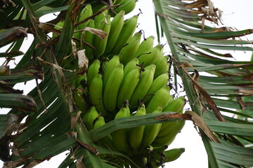 A bunch of green bananas hanging and growing on the tree, A banana tree full of bananas, Banana plantation in rural farm
