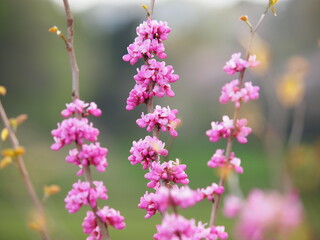 ハナズオウ　花