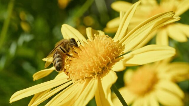bee on yellow flower