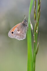 Kleines Wiesenvögelchen