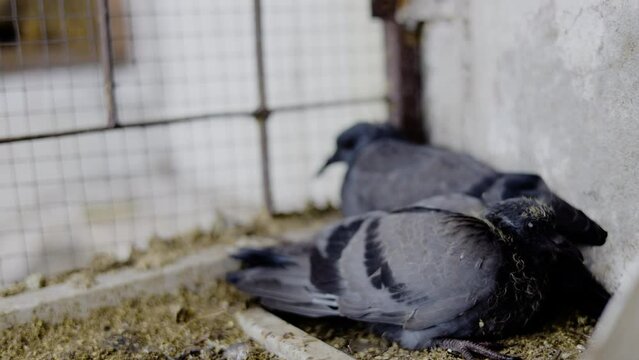 Two Pigeon Sitting In The Bird's Nest On A Home Balcony. Selected focus.