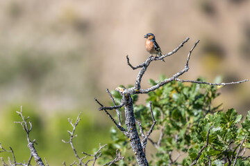  Hawfinch (Coccothraustes coccothraustes) perched on a dead tree singing