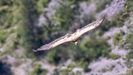  Griffon vulture in flight around Caire rock, Provence