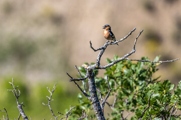  Hawfinch (Coccothraustes coccothraustes) perched on a dead tree singing