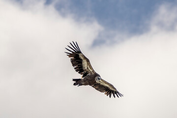  Griffon vulture in flight around Caire rock, Provence