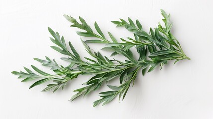 Fototapeta premium Aerial view of therapeutic sagebrush on a plain background. Absinthe plant.