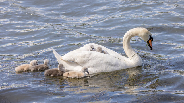 mute swan with its young on a calm stretch of water