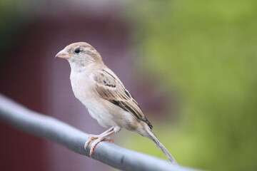beautiful sparrow bird sitting peacefully. tiny sparrow bird in nature