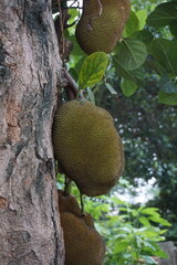 A bunch of jackfruit hanging on the tree, Closeup shot of growing jackfruit, tropical jackfruit...