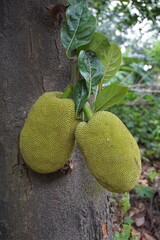 A bunch of jackfruit hanging on the tree, Closeup shot of growing jackfruit, tropical jackfruit...