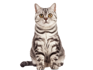 Full body shot of American Short hair cat, sitting,  looking around curiously.