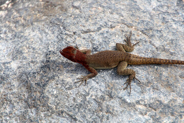 Galapagos Lava Lizard, Galapagos Island, Ecuador, South America
