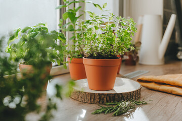 Kitchen herbs in a flower pots on a wooden table near window