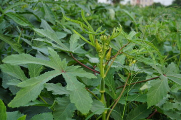 Fresh okra vegetables hanging on trees in rural farms, lady finger cultivation in rural fields, green bhindi harvesting on a huge quantity