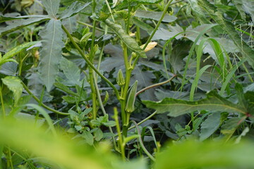 Fresh okra vegetables hanging on trees in rural farms, lady finger cultivation in rural fields, green bhindi harvesting on a huge quantity