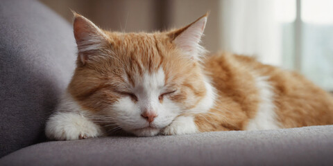 Fototapeta premium cute cat sleeping