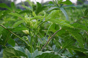 Closeup shot of Okra growing from flowers in an okra field, Ladyfingers cultivation in a rural farm, Fresh Bhindi produce in a rural area