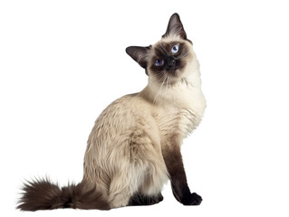 Full body shot of Balinese cat, sitting,  looking around curiously.