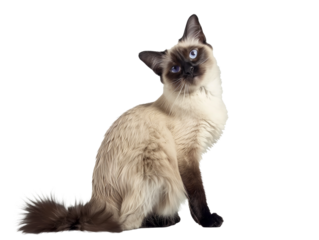 Full body shot of Balinese cat, sitting,  looking around curiously.