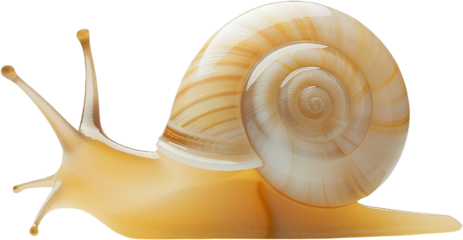 snail, animal clipart, yellow brown shell, png, transparent background, cut out background, di cut