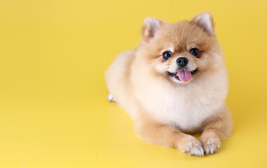 Pomeranian dog on yellow background.