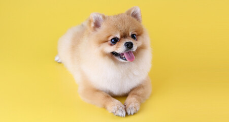 Pomeranian dog on yellow background.