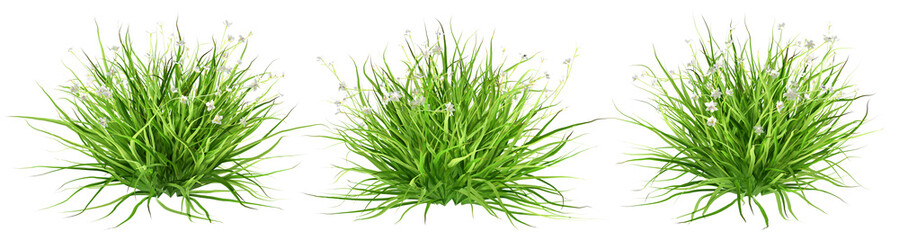 green grass isolated on white background