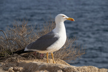 Seagulls of Tabarca Island (Alicante - Spain)