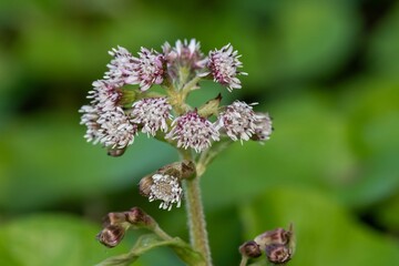 Close up of winter heliotrope (petasites pyrenaicus) flowers in bloom