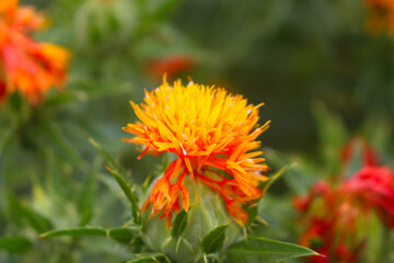 紅花
