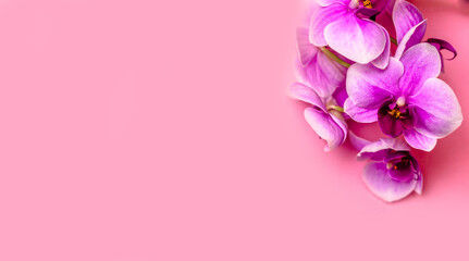 A branch of purple orchids lies on a pink background
