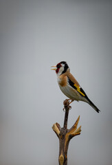 European goldfinch sits atop a wooden stick perpendicular to the camera lens and sings its song on a cloudy summer evening.