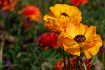 Fototapeta premium close-up of yellow Ranunculus Buttercups flowers in full bloom