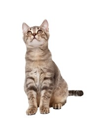 Obraz premium Full body shot of Aegean cat, sitting, looking around curiously.