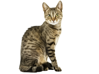 Full body shot of Aegean cat, sitting,  looking around curiously.