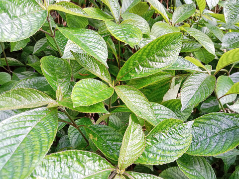 Green leaves of Strobilanthes crispa plant. Also known as pokok pecah kaca, pokok pecah beling or pecah beling. Nature background.