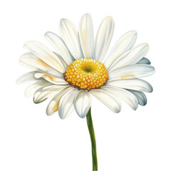 Naklejka premium white daisy flower watercolor isolated on transparent background cutout