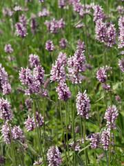 (Betonica officinalis) Echte Betonie mit Rosafarbene Blüten an langen Scheinquirlen mit gegenständigen Blättern und gekerbten Blatträndern.
