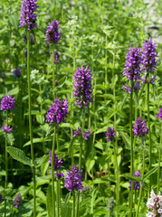 Obraz premium (Betonica officinalis) Rotblühende Betonie mit herzförmigen Blättern an quadratischen Stielen mit kurzstieligen, gegenständig angeordneten Blättern 